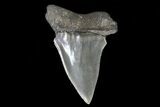 Fossil Mako Shark Tooth - Georgia #75040-1